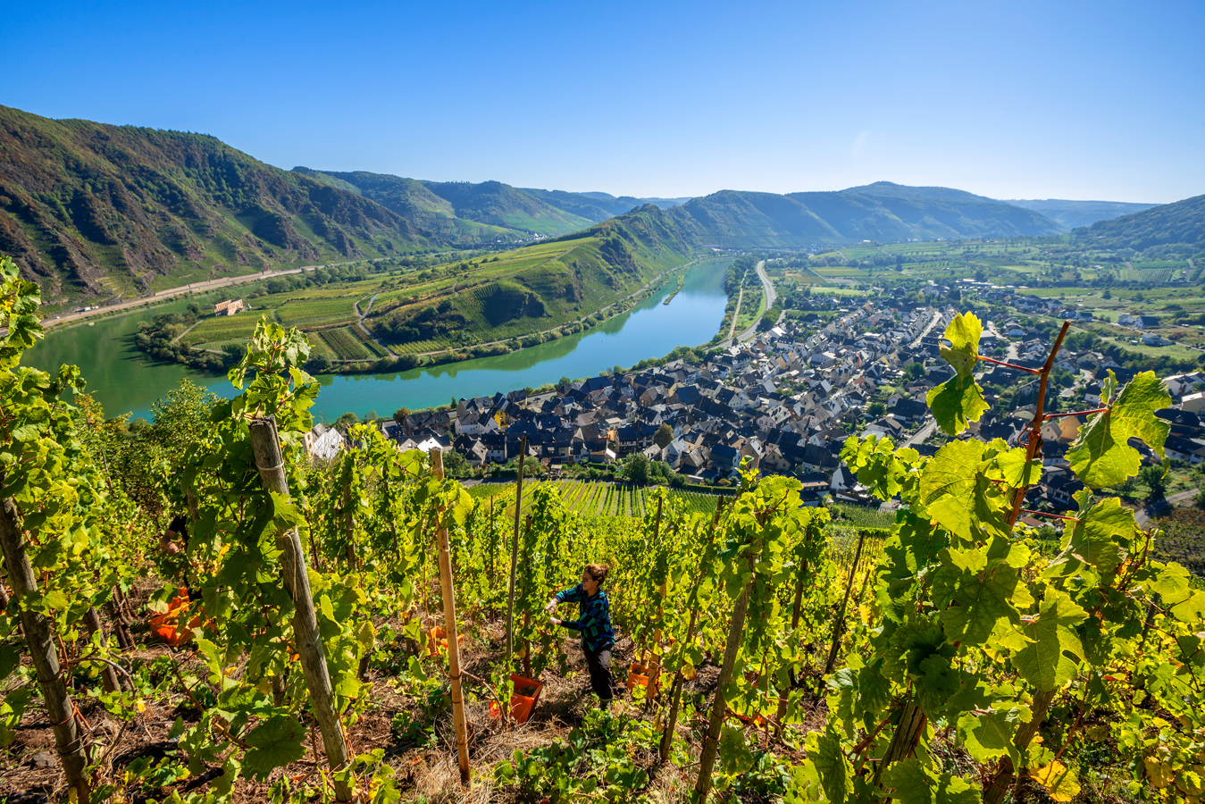 Weinberg an der Mosel 20553138.jpg