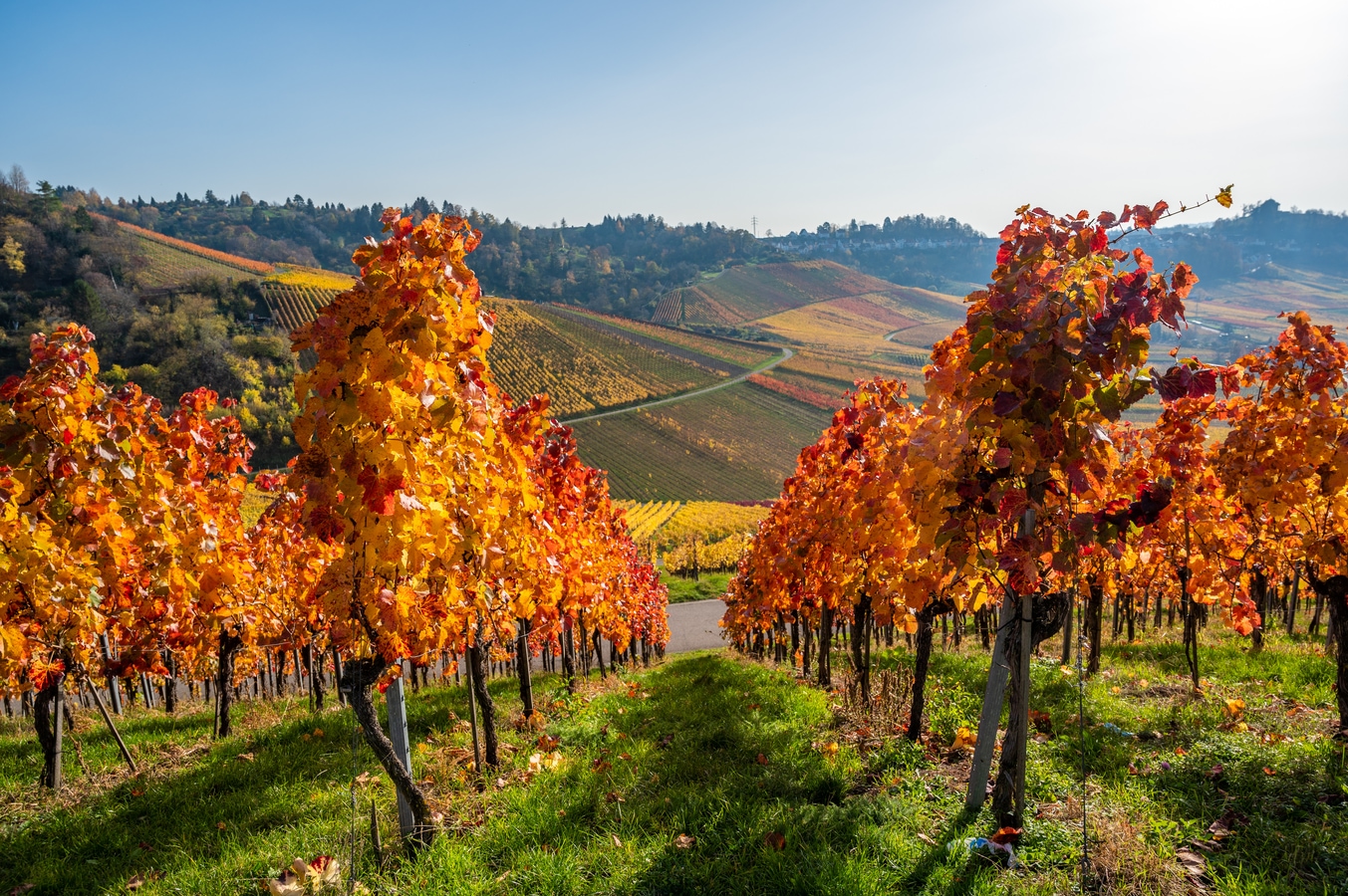 Weinberg im Spätsommer AdobeStock_391581446_Wein.jpeg